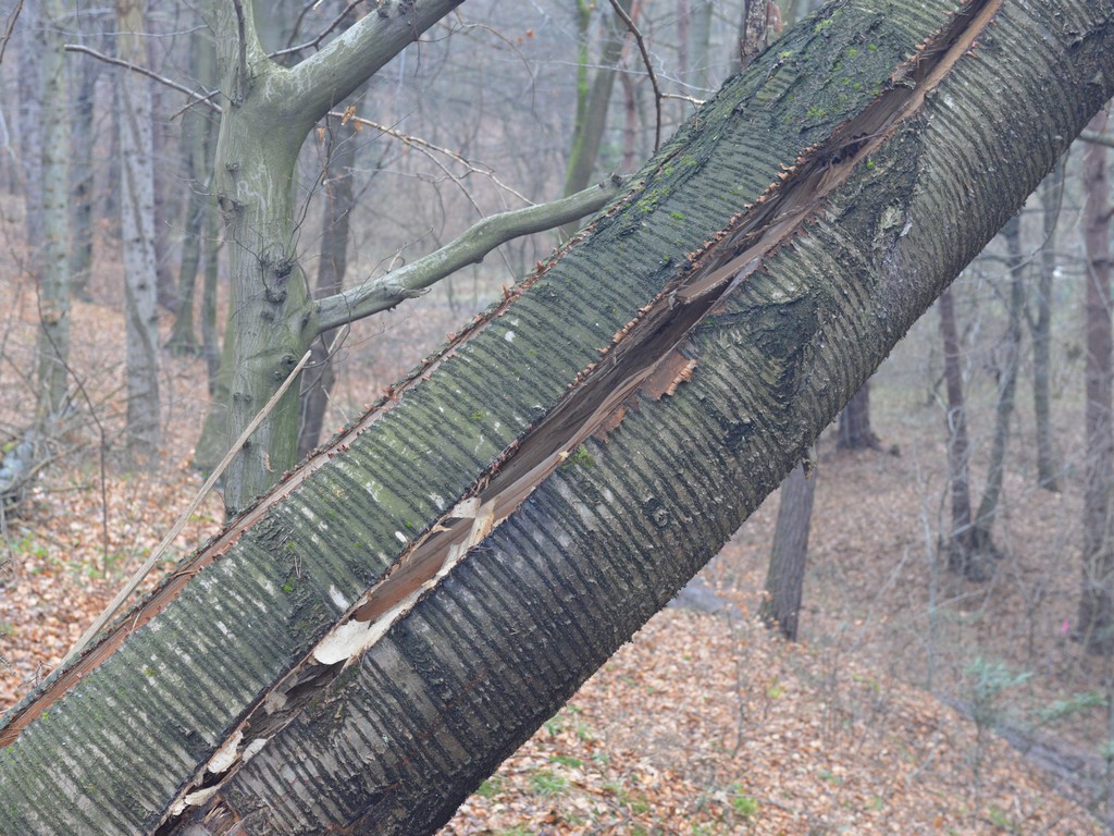 Read more about the article Podglądanie lasu